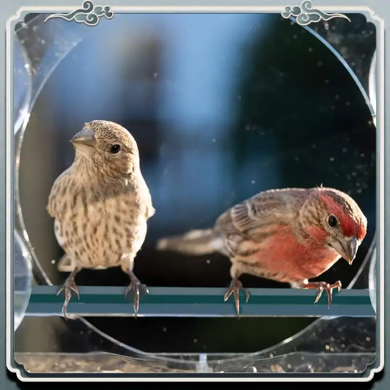 

Durable Bird Feeder, Acrylic Clear Window Bird Feeder, Tray Bird Garden Pet Feeder