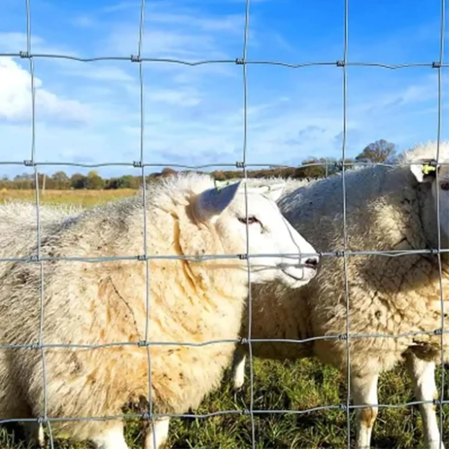 سياج حقل مجلفن عالي التحمل، 4 أقدام × 100 قدم مع شبكة مختلفة للحديقة وغلاف الحيوانات