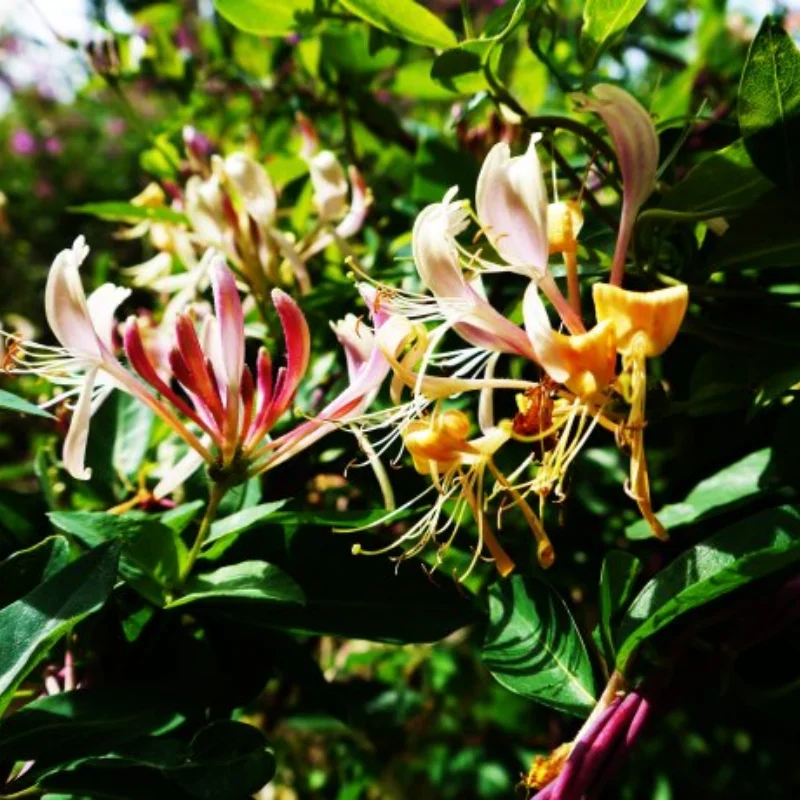 

Wltoys 144001 для wltoys 1:14 144001, детали для обновления радиоуправляемого автомобиля, металлическое рулевое управление, основание поворотного рычага C, амортизатор заднего ступицы сиденья