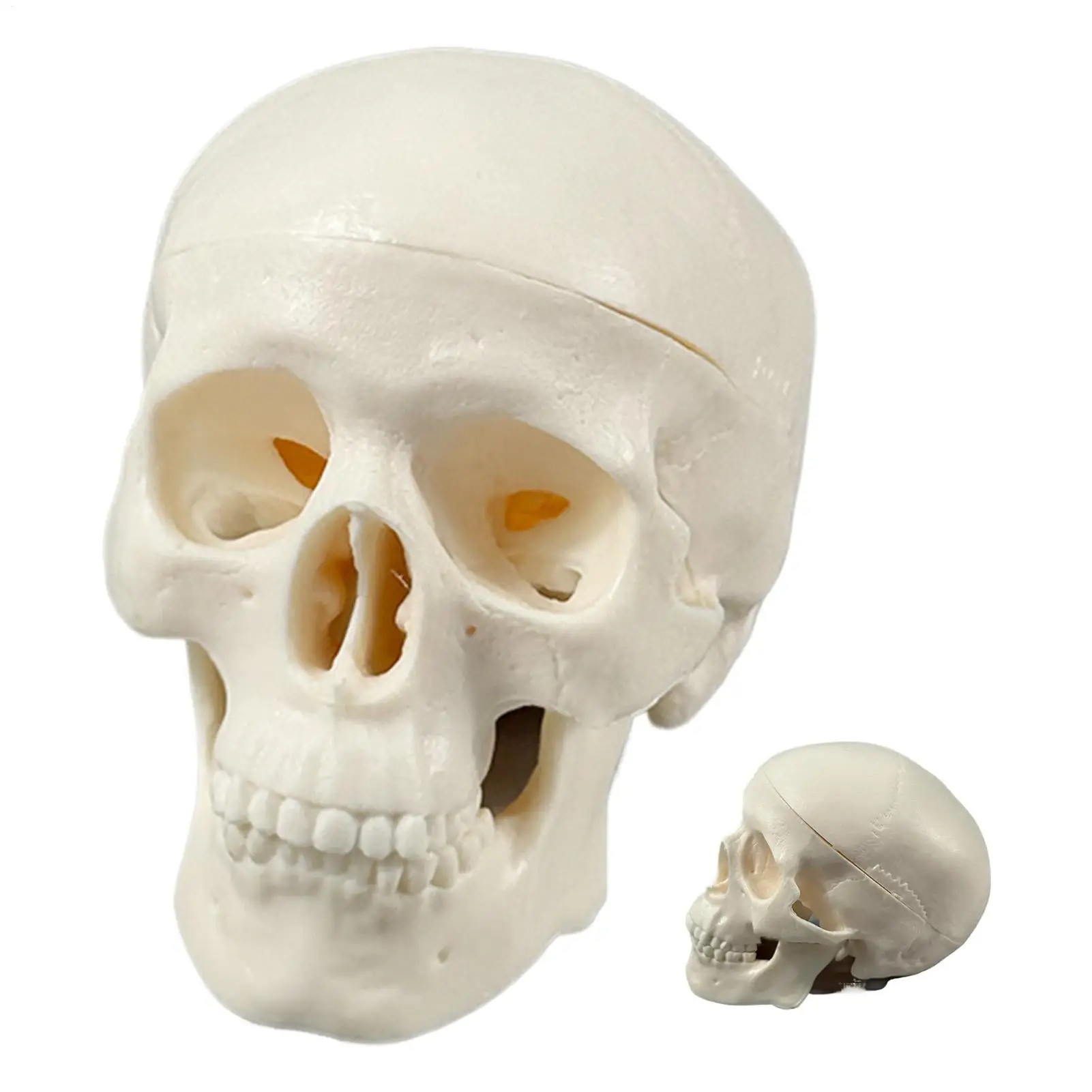 Mini Esqueleto de Cráneo Humano Realista, Herramienta de Estudio de Anatomía para Aprendizaje en el Aula, Decoración para el Hogar, Decoración de Halloween