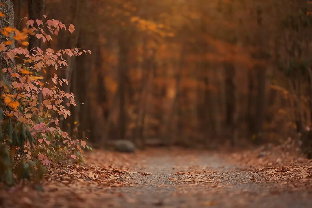 Fall leaves Autumn Trails Creamy tree bokeh backdrops High quality computer print scenic Photography Studio Backgrounds