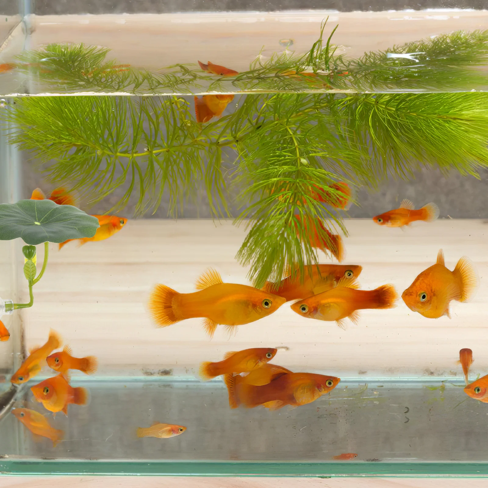 

Betta Fish Leaf Hammock Aquarium Accessories Comfortable Sleeping Place Realistic Floating Decor Safe Hideout Bed Leaf Hammock