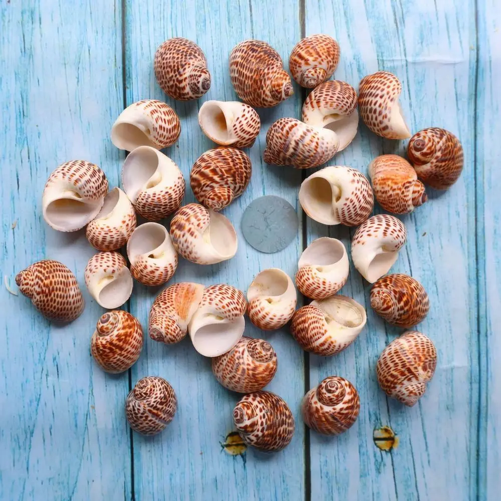 Natural Conchs Shells Set For Aquarium Decoration Fish Tank Landscaping Ornament Ocean Theme Craft Diy Home Accents