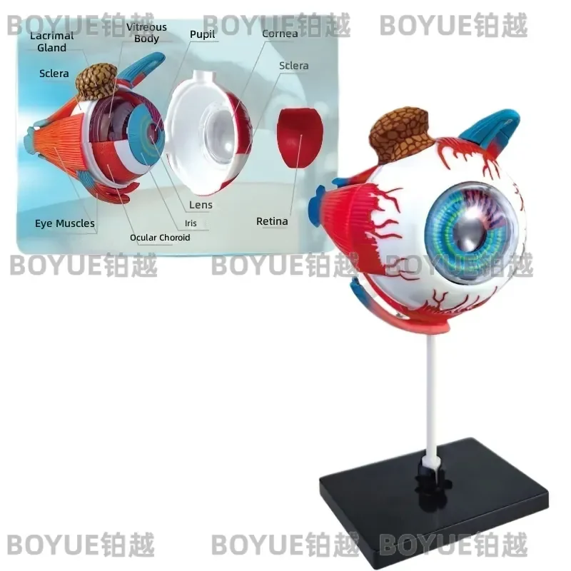 Detachable Human Eyeball Anatomy Model for Biology Teaching Medical Science Education Simulated Eye Structure Experimental