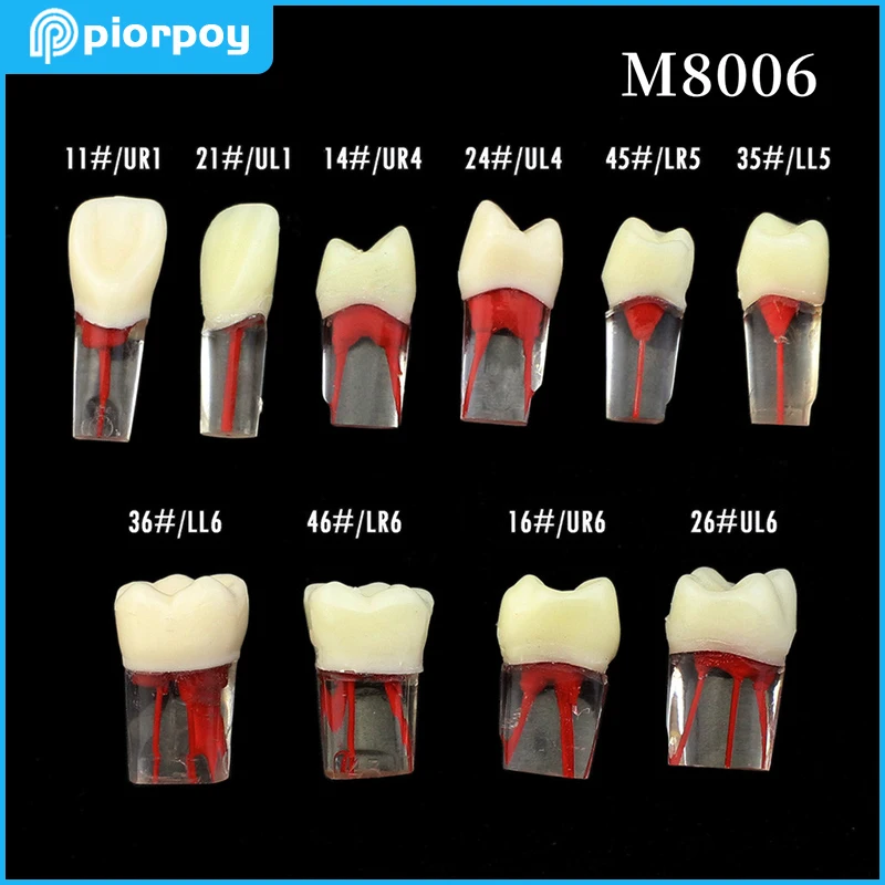 PIORPOY Dental Teeth Practice Model Endodontics Blocks Training Root Canal Files Study Resin RCT Demo Student Dentistry Teaching