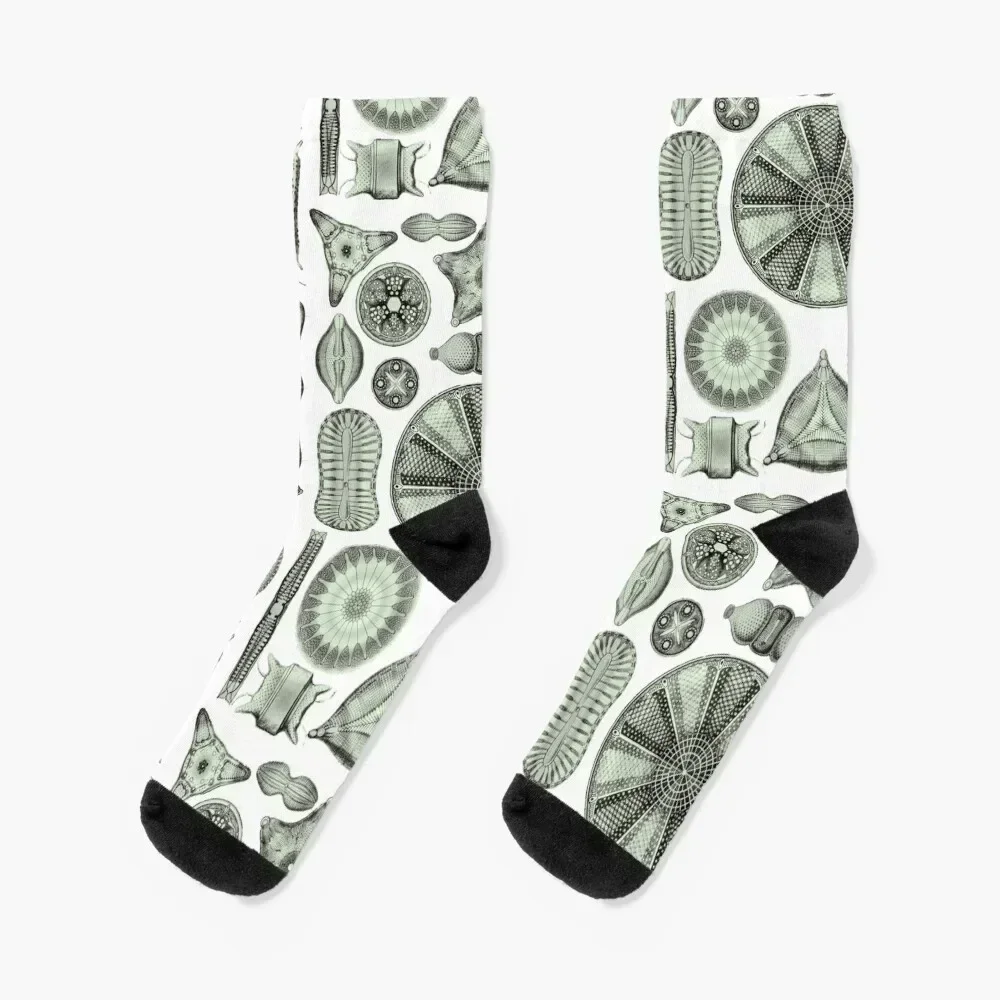 Ernst Haeckel Diatoms Olive Green Socks snow custom sports kawaii Women's Socks Men's