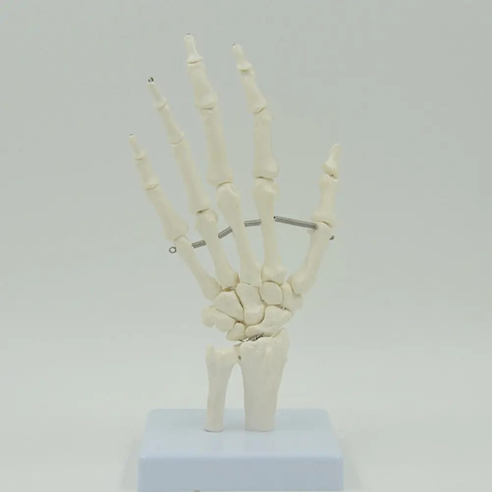 

Human Hand Anatomical Joint Articulated Educational Scientific Tool for Teaching and Study