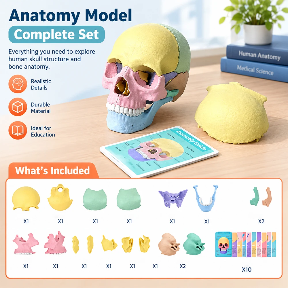 4D Detachable Anatomy Skull Model Colorful Removable Mini Skeleton Head Anatomical Model For Teaching Studying Demonstration