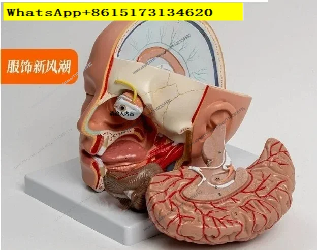 Human Anatomy Head Skull Brain Cerebral Artery Anatomical Model For Teaching material
