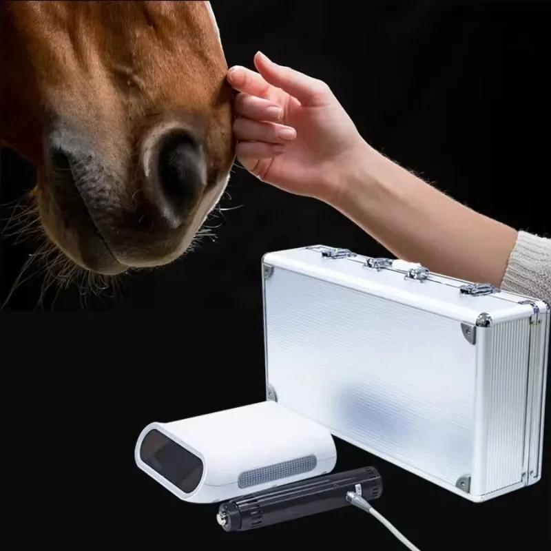 말 반려동물 물리 치료 회복 운동