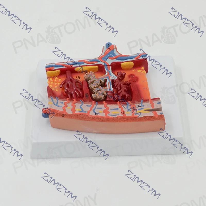 Human Placental Tissue Anatomy Model Medical Science Teaching Resources Obstetrics And Gynecology Reproductive System Specimens