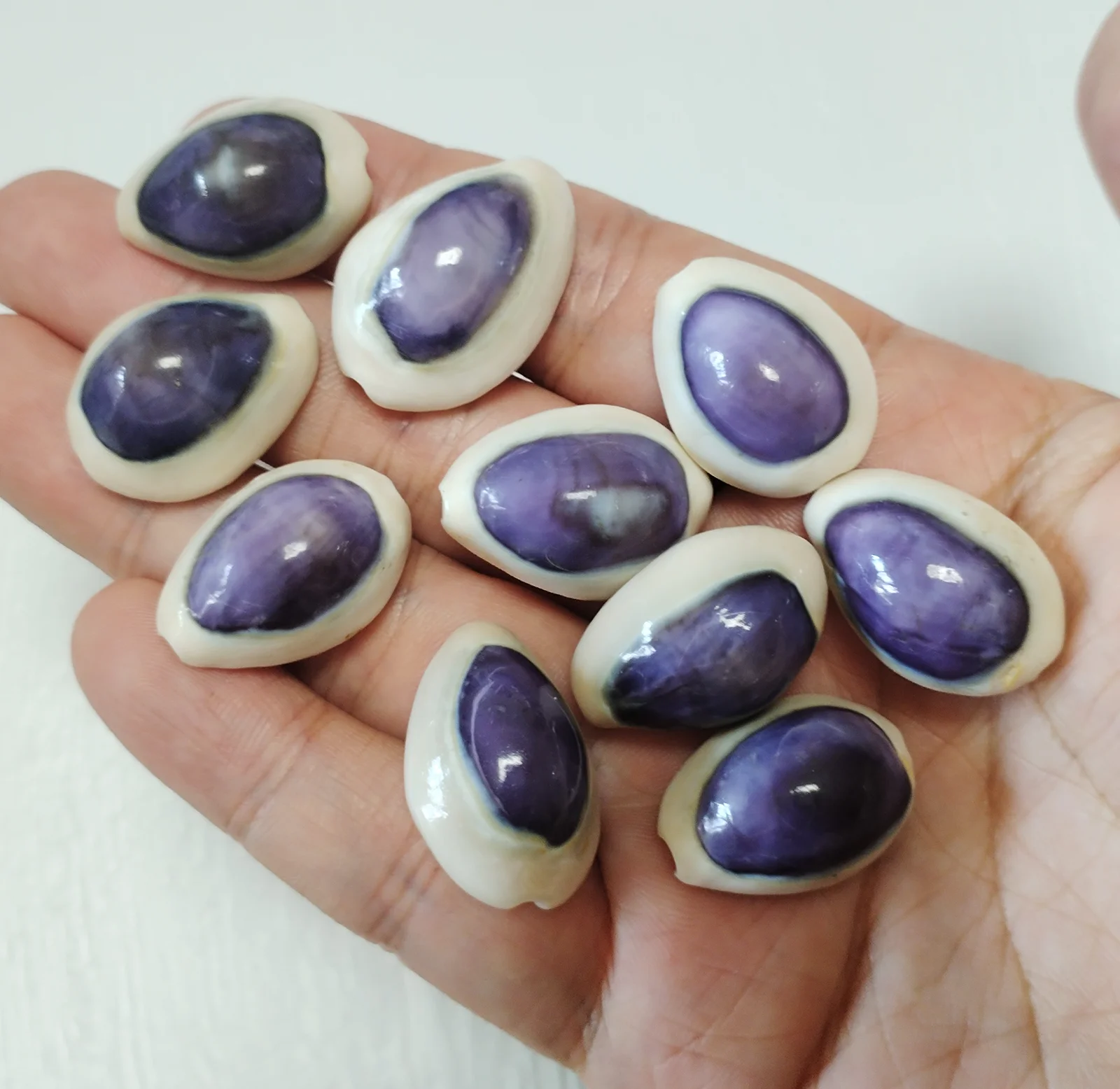 20 PC Blue-eyed Cowrie Sea Shells Real Purple Conch For Specimen Creative DIY Jewelry  Nautical Fish Tank Aquarium Landscape