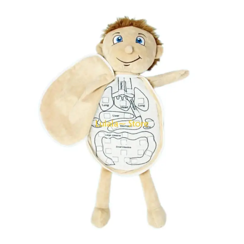 Y4QA Kid 3D Puzzle Mô hình cơ thể con người Giải phẫu Đồ chơi sang trọng Học đàn Organ Đồ chơi lắp ráp