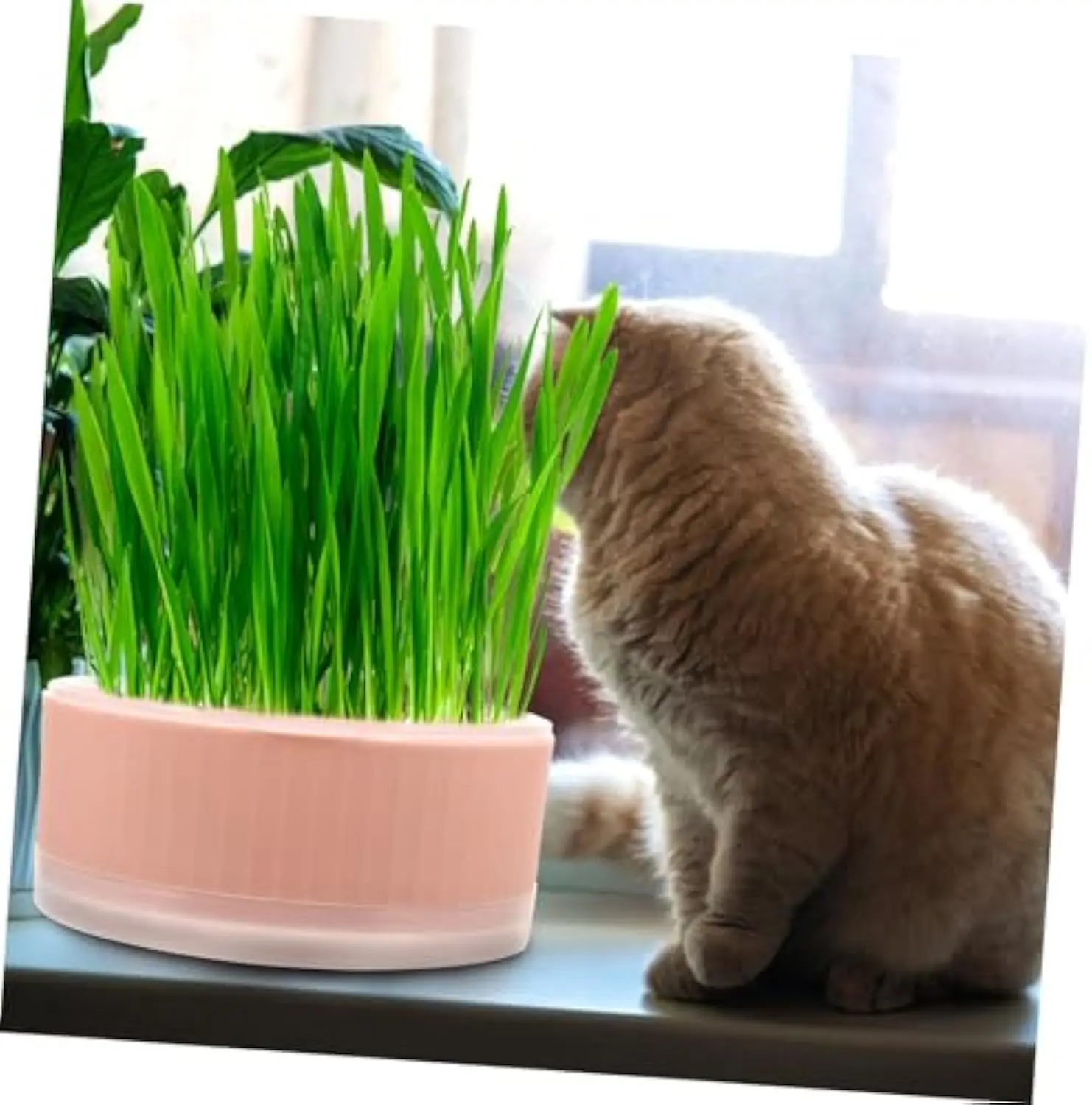 Cat Plant Planter Cat Plant for Pet Convenient Cat Planter Cat Plant Pot The Lazy  Plastic Cat Grass cup Without seeds