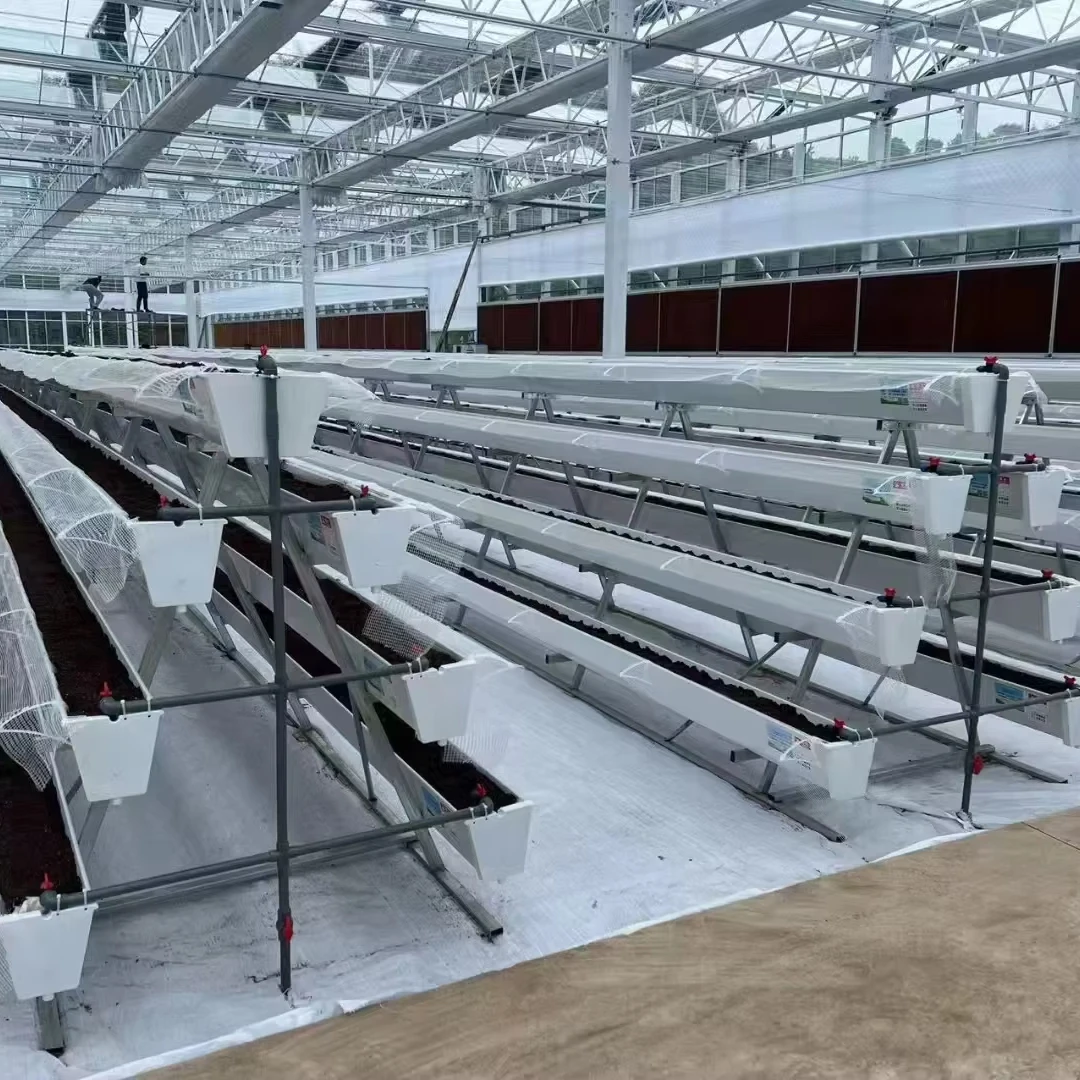 

Customized greenhouseVenlo Polycarbonate Sheet Greenhouse PC Greenhouse With Hydroponics Growing Systems