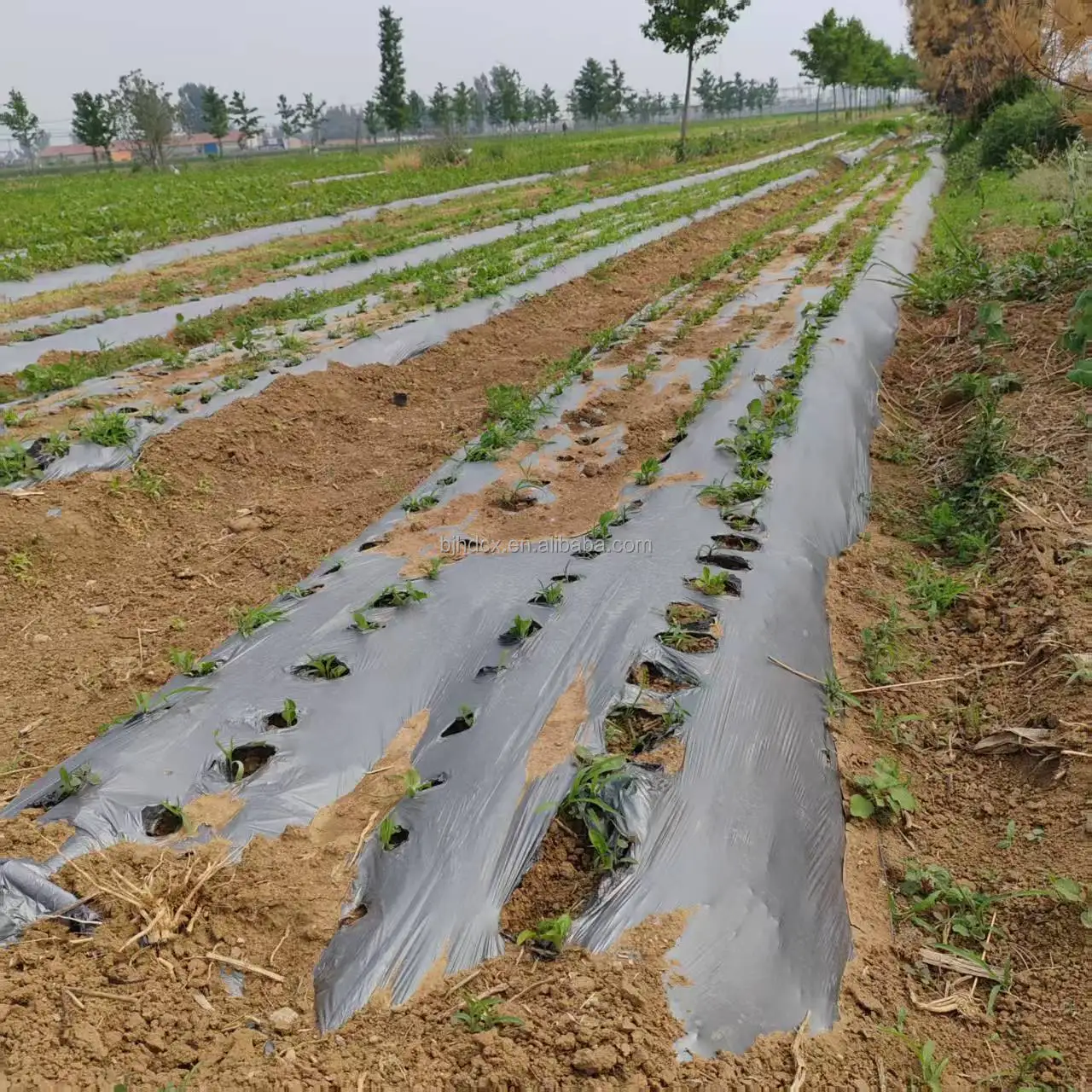 2025 فيلم بلاستيكي زراعي مزدوج اللون فضي وأسود منتجات بلاستيكية عالية الجودة للزراعة