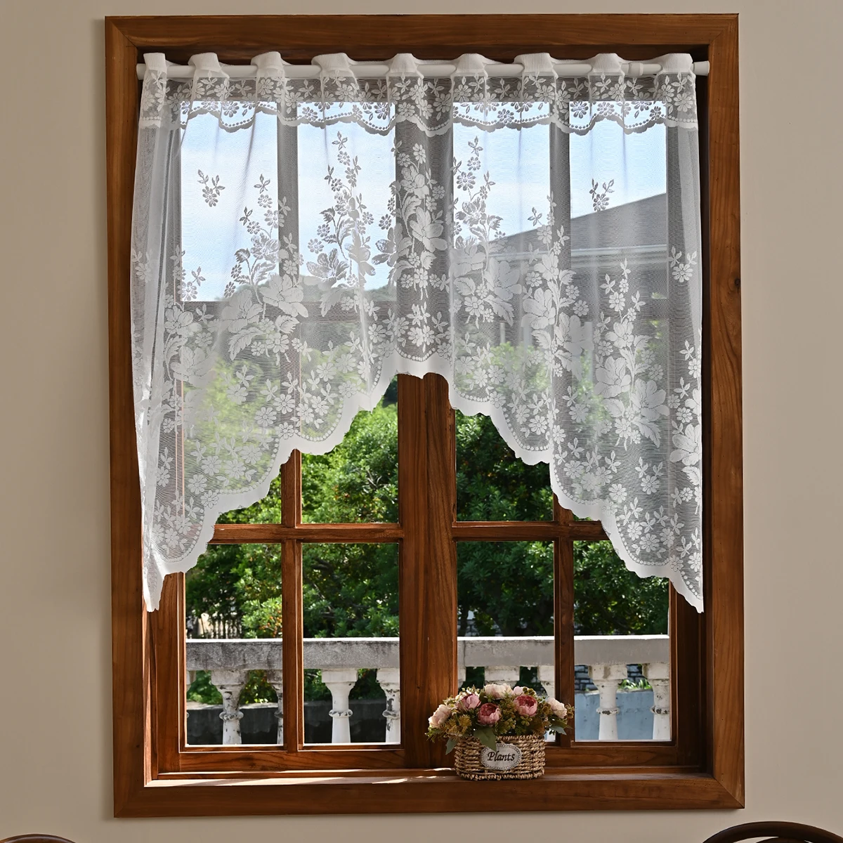 1Pc Morning Glory P…