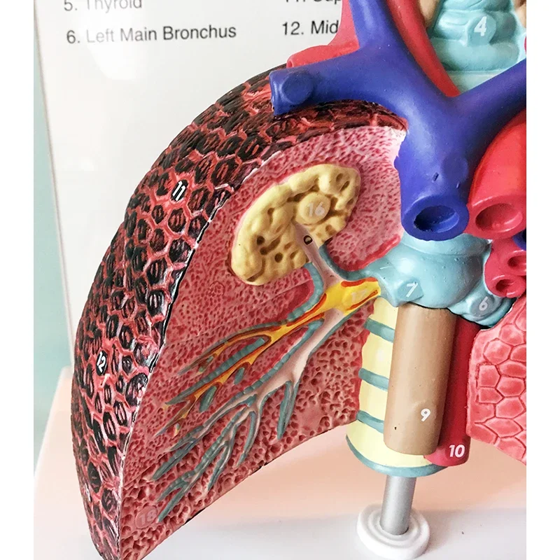 Human Anatomy Throat Heart Lung Model Larynx Trachea Lymph Node Medical Thoracic Surgery Teaching