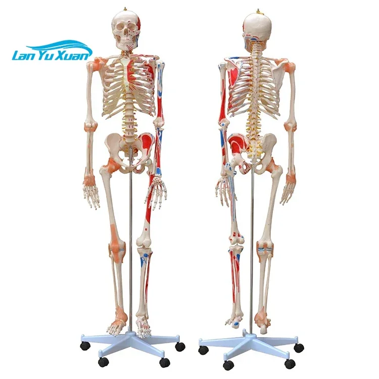 

2025/XC-101A Skeleton with Muscles and Ligaments 180CM Tall