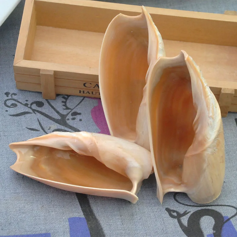 Cucumber Turbo Shell Natural Conch Shell Collection Ornament Aquarium Decor Fruit Dish Succulent Planter