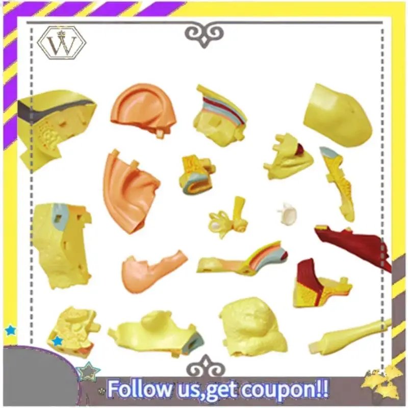 جديد - نموذج جسم الإنسان الجذري، أجزاء قابلة للإزالة، نموذج الأعضاء التعليمية لطلاب فئة الدراسة #4