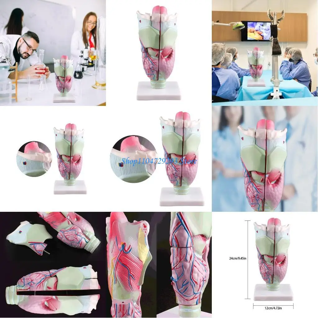 

Y2GD Human Larynx Model Enlarged Anatomical Larynx Model Medicals Teaching Aid for Student