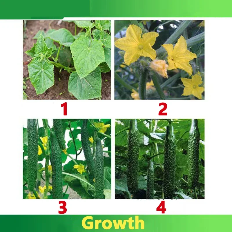 Cucumber Profession Fertilizer Special for Loofah Momordica Gourd Cantaloupe Garden Plant Food Promote Growth Crop Farm