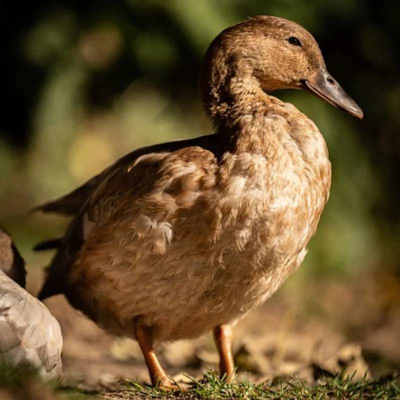 

Багажник на крышу для радиоуправляемого гусеничного автомобиля 1/10 D90 Axial SCX10 90046