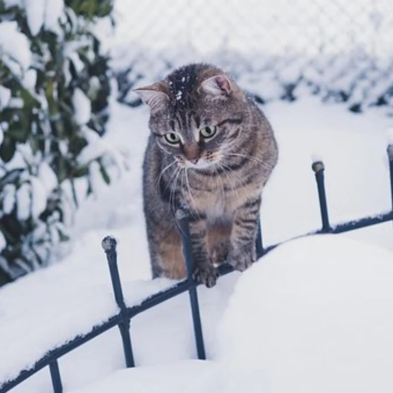 

24 Pieces OS O.S. 8 No.8 #8 Standard Glow Plug Spark Medium For RC Car Truck Engine Remote Control Toys