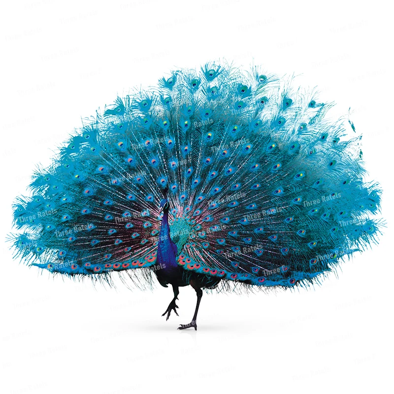 Three Ratels RR1277 Beautiful Peacock Watercolor Art Sticker for home decoration toilet decals