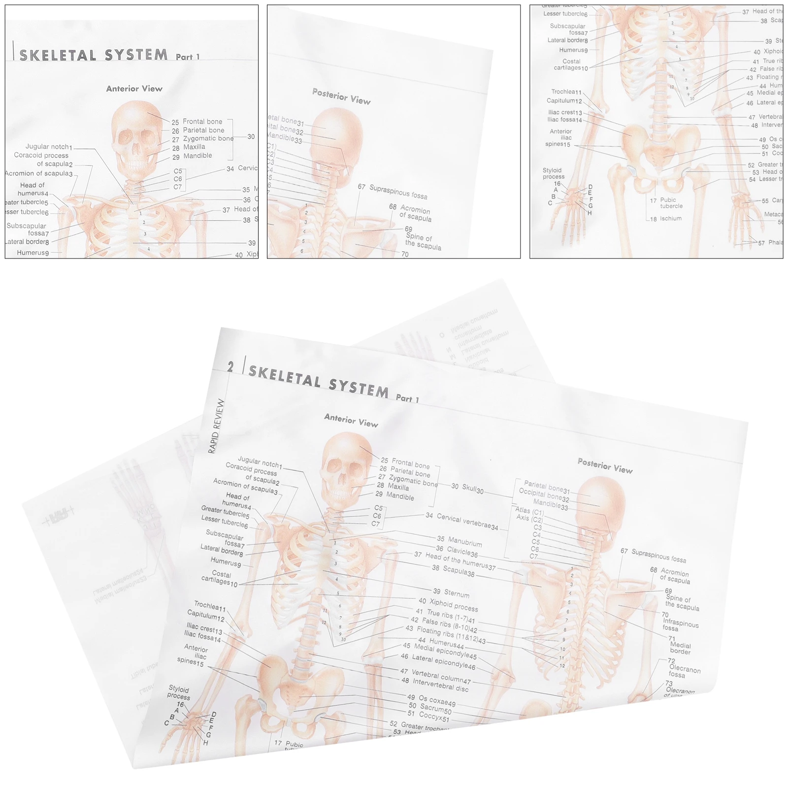 

Stunning Skeletal System Anatomy Poster Home Office Premium For Theme Party Birthday Decoration