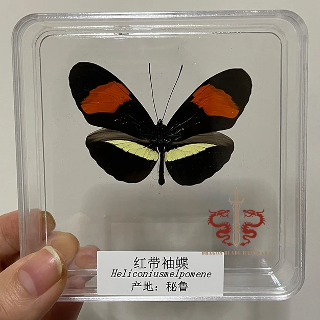 Butterfly ornament Heliconius melpomene, 1pc wings spread A1/A- high quality, Decorative Display Collection Gifts