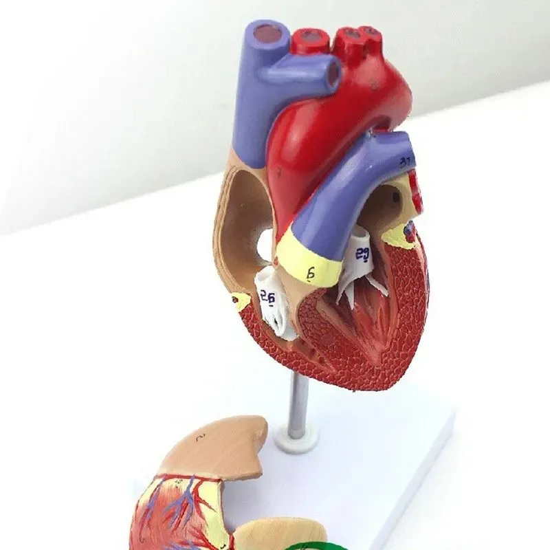 Human Heart Model, 2-Part Deluxe Life Size Human Heart Replica With 34 Anatomical Structures, Held Together With Magnets