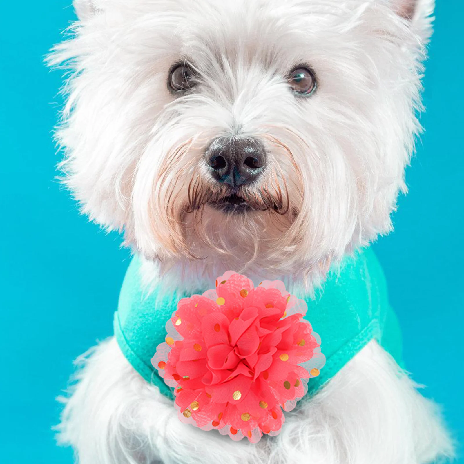 

10Pcs Pet Collar Flowers Dots Design Elegant Accessory for Small Dogs Cats Daily Walks Parties Dog Collar Flowers