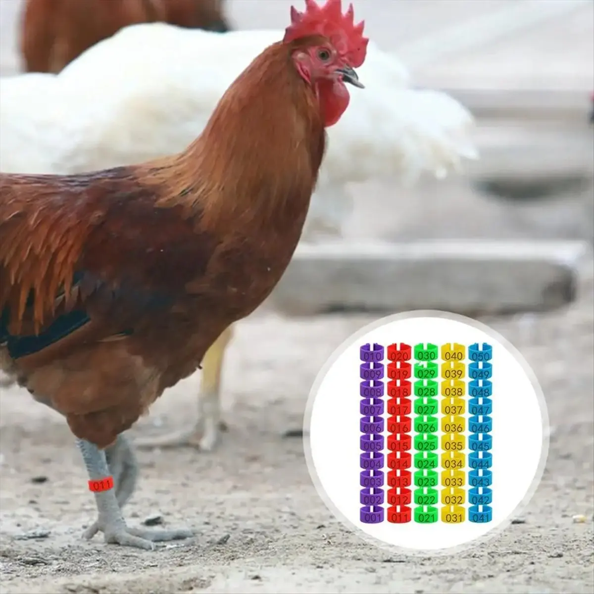 2026 NEW Chicken Thigh Ring Clip Numbered Leg Band Tags Chickens Ducks Leg Rings Clip Poultry Foot Rings