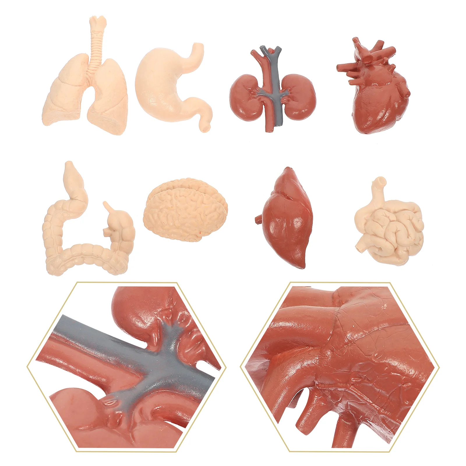 Human Visceral Model Organs Toy Cognitive Models Set Professional Pvc Teaching Aid Child