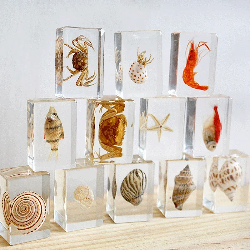 12pcs Natural insect specimens resin marine animal specimens home accessories home decoration accessories figurine fish beetles