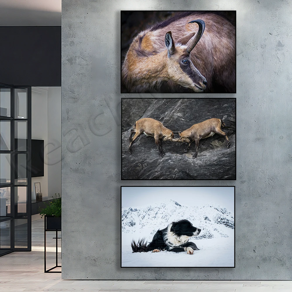 Battle of the Antelopes, Alpine ibex portrait, Ibex on the lookout, Chamois, Vosges, France - photo art print animal poster