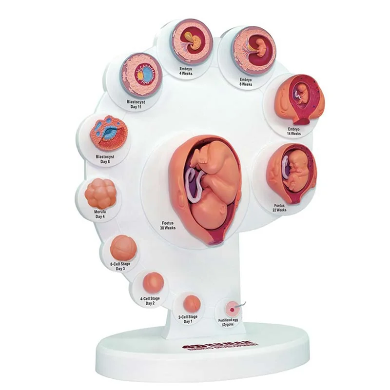 4D Human Embryo Development Anatomical Model Fetal Growth Organ Teaching Alpinia Assembled Toys