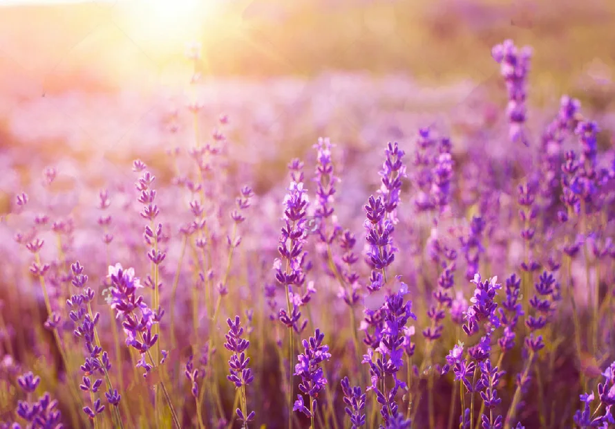 JOHNSON Provence Lavender Flower Field Sunset Valensole Plateau backdrop  High quality Computer print wedding backgrounds