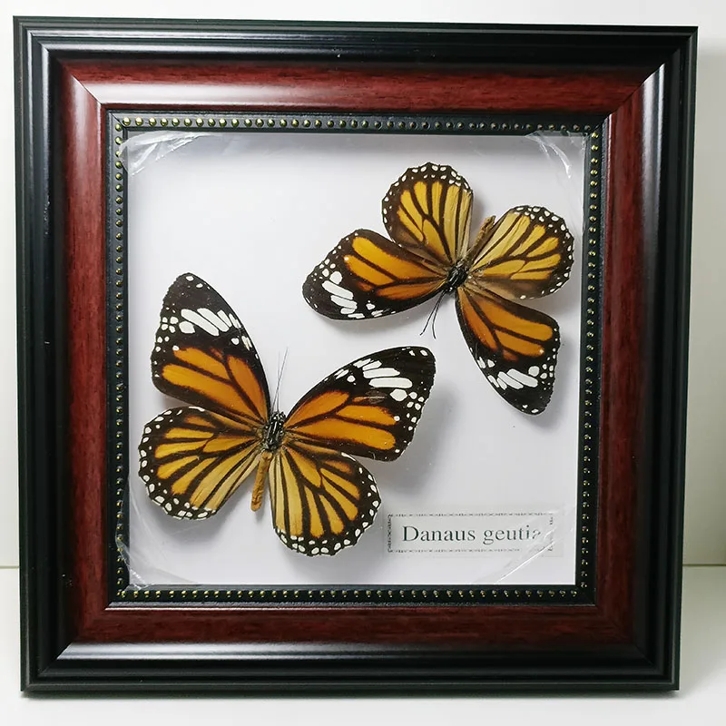 

Fixed Spread Wings Stereoscopic Butterfly Real Specimens Photo Frame Living Room Decoration Butterfly Custom Home Decor