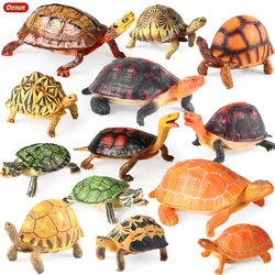 Oenux Sea Life Animals Model Leatherback Tortoise Turtle Growth Cycle Ocean Figurines Action Figures PVC Collection Kid Toy Gift
