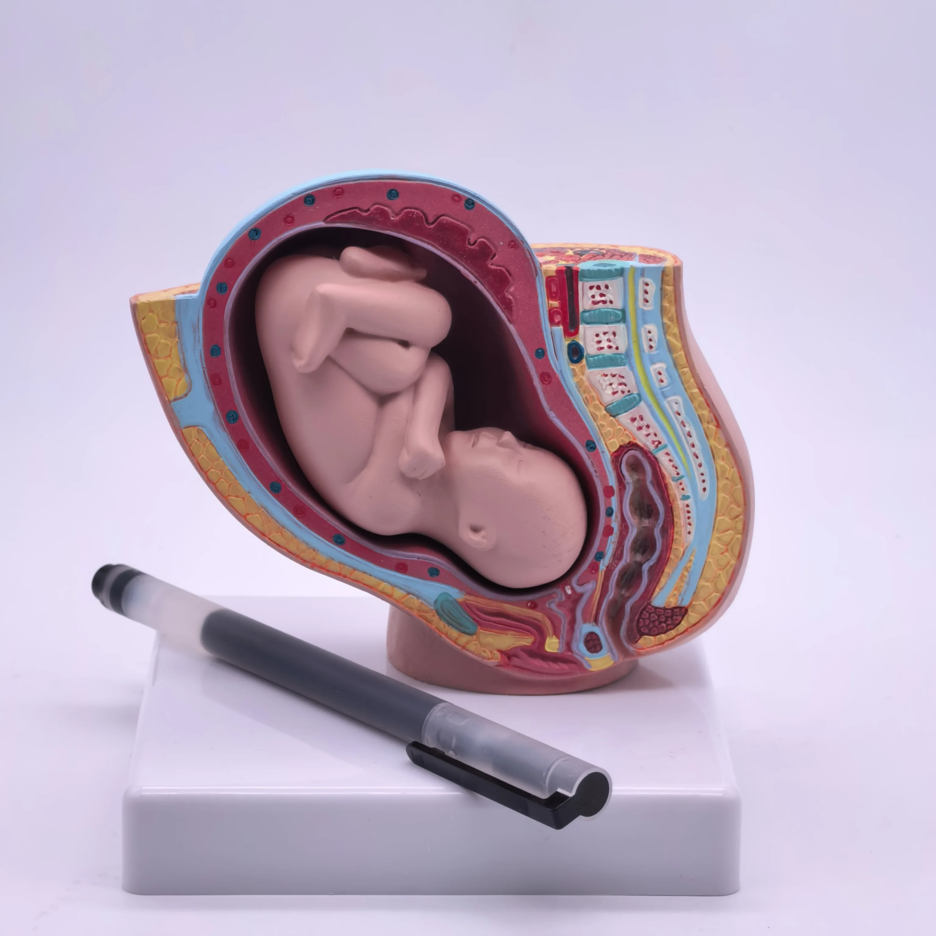 PVC Human Female Pelvic Section Pregnancy Anatomical Model Medical Pelvis Anatomy High QL