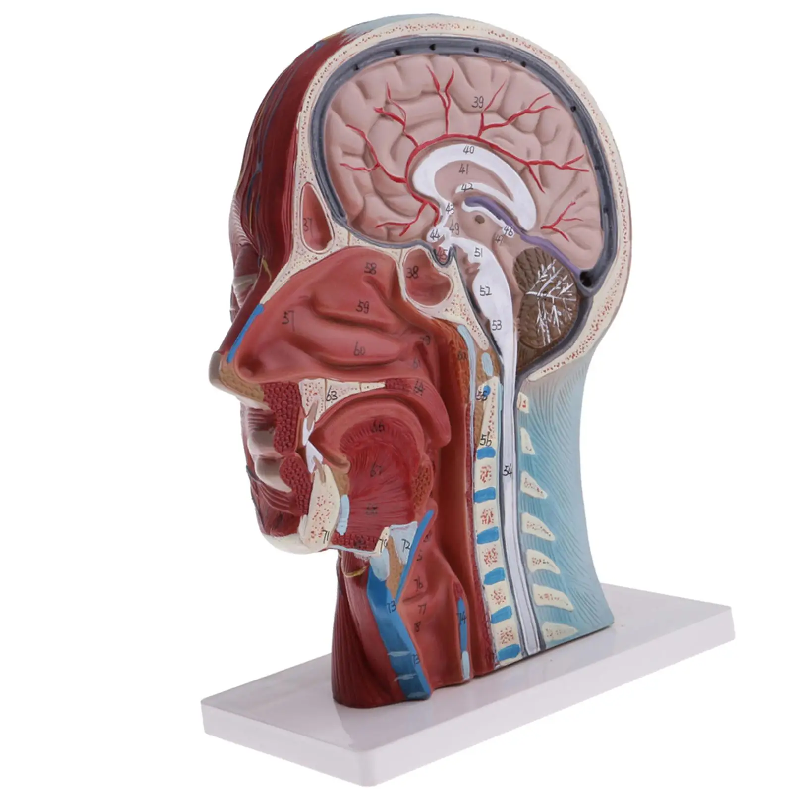 Median Section Human Head Neck Model with Base Human head superficial nerve model School Learning Tool Lab Supplies