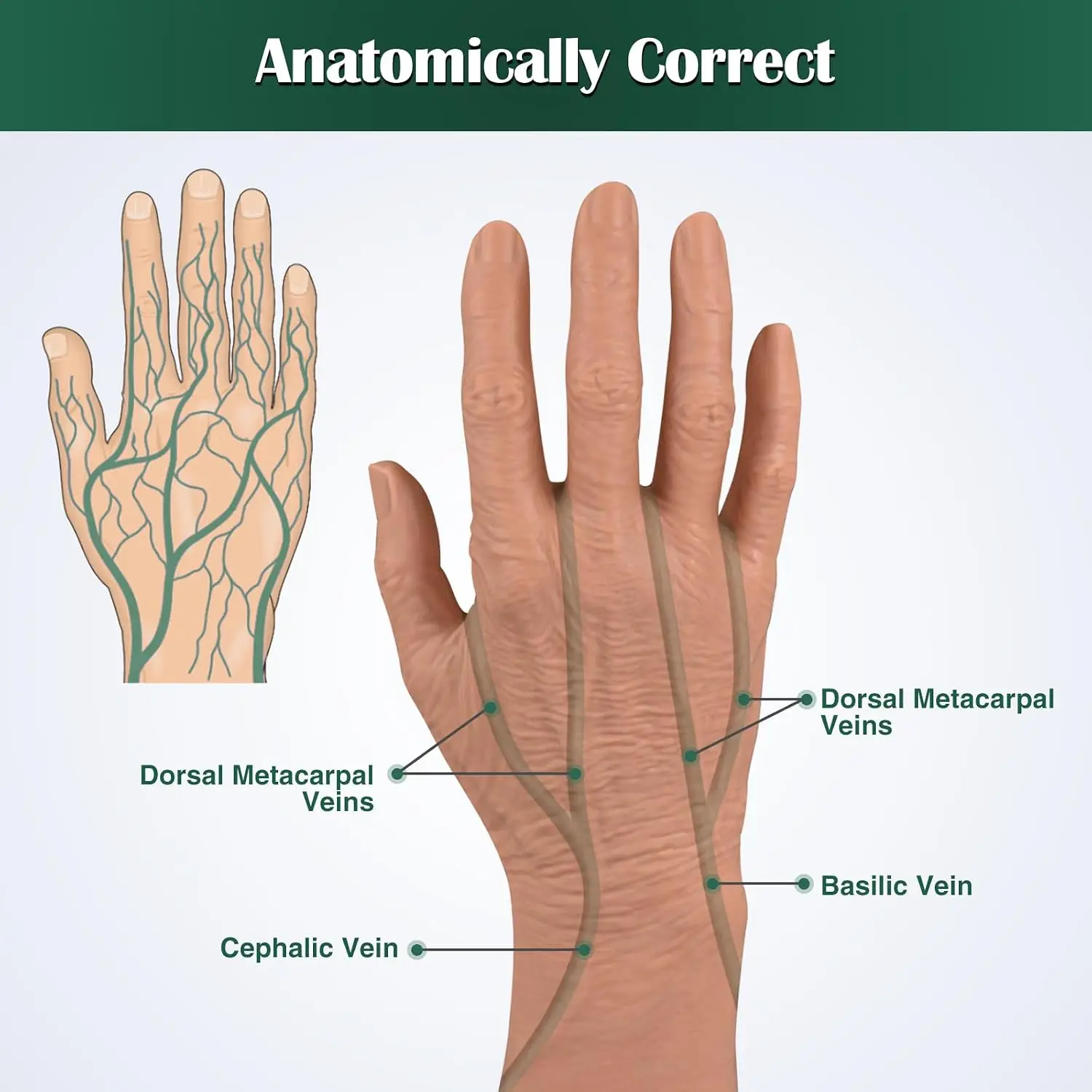 Ultrassist Geriatric IV Training Hand Model Simulated Venipuncture Vein Location Fluid Practice for Medical Student Education