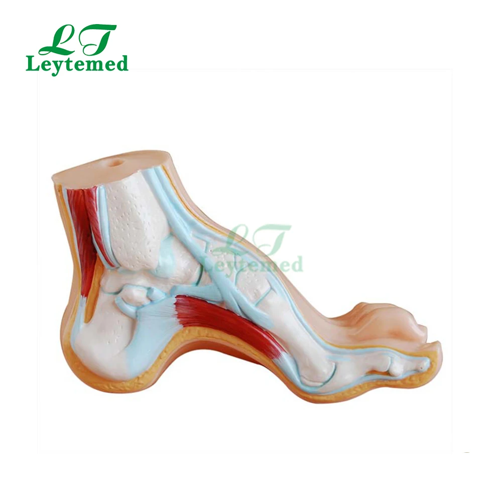 

LTM324C Anatomical Model Human foot arch anatomy 3D model