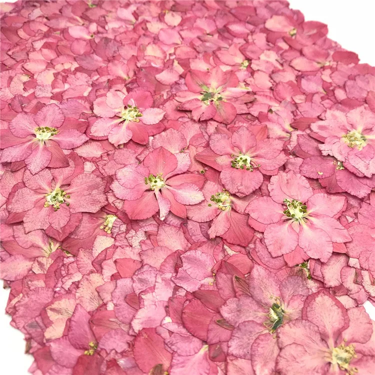 1000pcs Original White Color Larkspur Dried Pressed Flower Cheapest Manufacturers