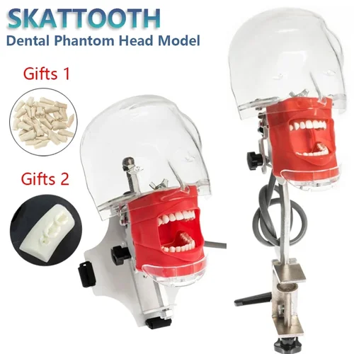 Cabeza fantasma Dental con dientes para dentista, práctica de enseñanza, entrenamiento, Apparatu, modelo de cabeza de maniquí, simulador Dental