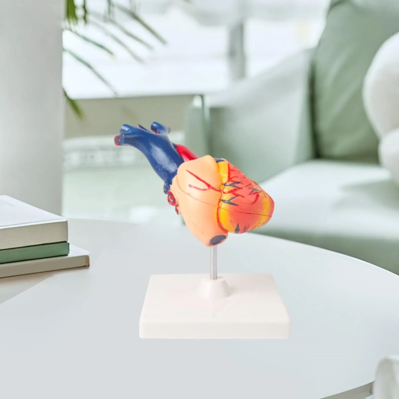 Human Heart Model Simulation Professional Structure Human Skeleton Anatomy Heart Anatomical Model for Science Classroom Study