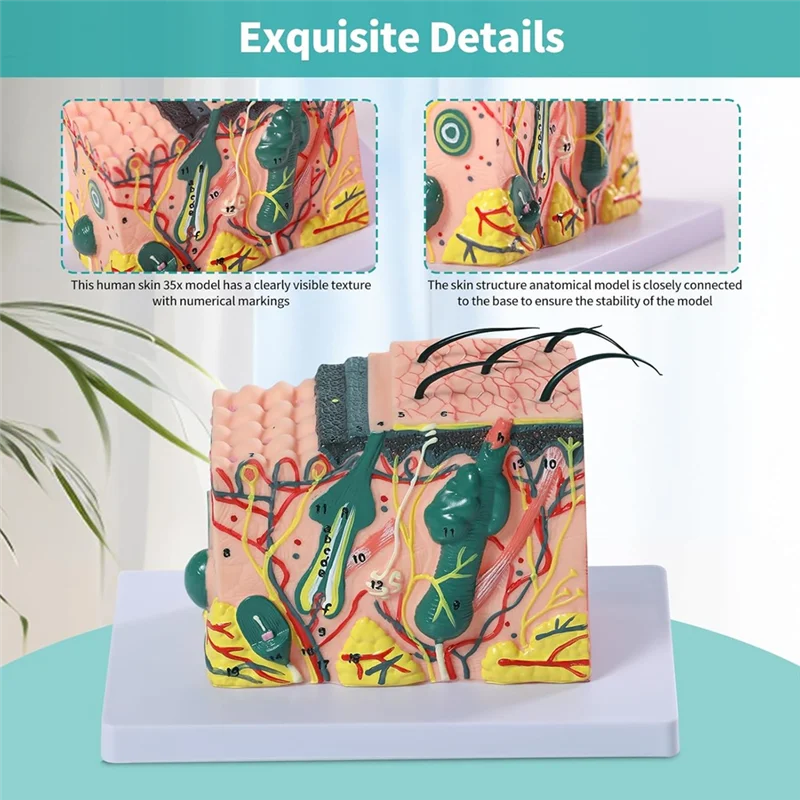 

EDT-3D Skin Anatomical Model, 35X Enlarged Skin Layer Structure Anatomy Model With Skin Marking For Teaching Models